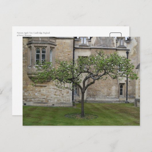 Carte Postale Newton Apple Tree, Cambridge, Angleterre (Devant / Derrière)