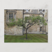 Carte Postale Newton Apple Tree, Cambridge, Angleterre (Devant)