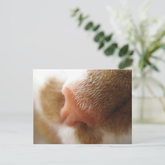 Carte Postale Nez de chat (Debout devant)