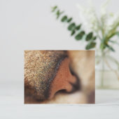 Carte Postale Nez de chat (Debout devant)
