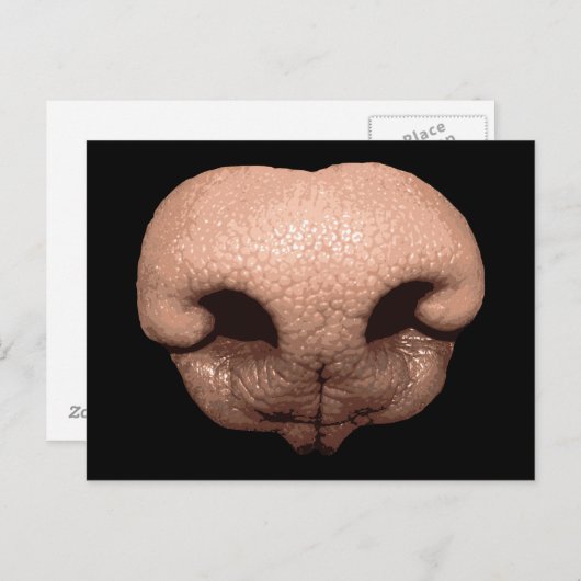 Carte Postale Nez de chien géant (Devant / Derrière)