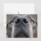 Carte Postale Nez de Dogue Allemand (Devant / Derrière)