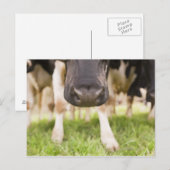 Carte Postale Nez de vache (Devant / Derrière)