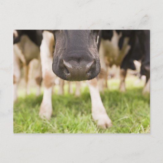 Carte Postale Nez de vache (Devant)