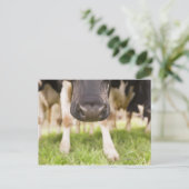 Carte Postale Nez de vache (Debout devant)