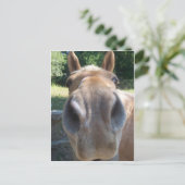 Carte Postale Nez du cheval (Debout devant)