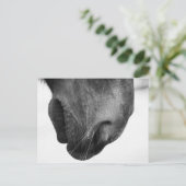 Carte Postale Nez du poney 1 (Debout devant)