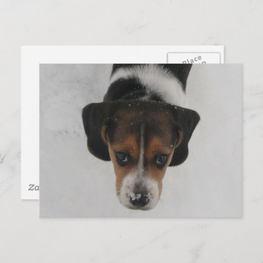 Carte Postale Nez gelé (Devant / Derrière)