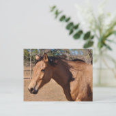 Carte Postale Nez romain (Debout devant)