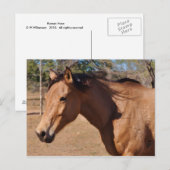 Carte Postale Nez romain (Devant / Derrière)