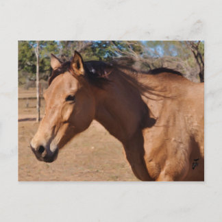 Carte Postale Nez romain