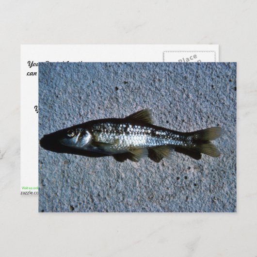 Carte Postale Nez rond (Devant / Derrière)