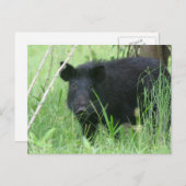 Carte Postale Nez sale (Devant / Derrière)