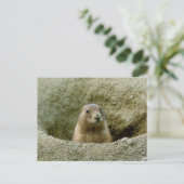 Carte Postale Nice Little Marmot (Debout devant)