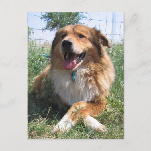 Carte Postale Nicholas (Devant)