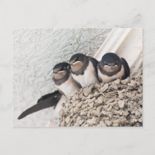 Carte Postale Nichons d'hirondelles assis dans le nid