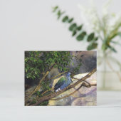 Carte Postale Nicobar Pigeon (Debout devant)