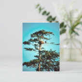 Carte Postale Nid d'aigle (Debout devant)