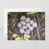 Carte Postale Nid de caille (Devant / Derrière)