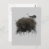 Carte Postale nid de cigogne (Devant / Derrière)