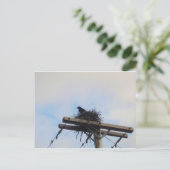 Carte Postale Nid de corbeaux à Ak (Debout devant)