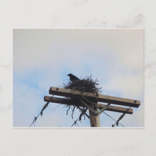 Carte Postale Nid de corbeaux à Ak (Devant)