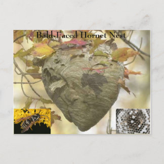Carte Postale Nid de cornet à tête blanche