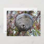 Carte Postale nid de guêpe (Devant / Derrière)