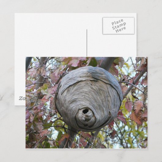 Carte Postale nid de guêpe (Devant / Derrière)