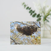 Carte Postale Nid de guêpe ! Oui ! (Debout devant)