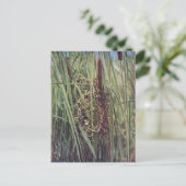 Carte Postale Nid de marais Wren en Cattails (Debout devant)