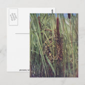 Carte Postale Nid de marais Wren en Cattails (Devant / Derrière)