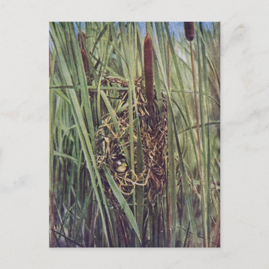 Carte Postale Nid de marais Wren en Cattails (Devant)