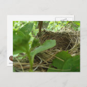 Carte Postale Nid d'oiseau nouvellement construit mais vide dans (Devant / Derrière)