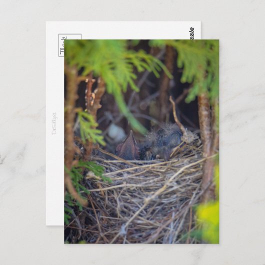 Carte Postale nid d'oiseaux (Devant / Derrière)