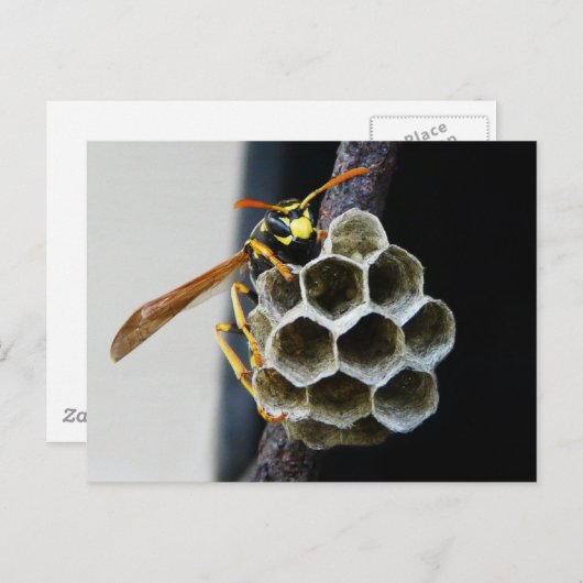 Carte Postale Nid et travailleur de déchets (Devant / Derrière)