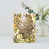 Carte Postale Nid Hornets (Debout devant)