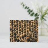 Carte Postale Nid vide (Debout devant)