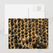 Carte Postale Nid vide (Devant / Derrière)