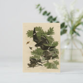 Carte Postale Night Hawk - John James Audubon's Birds of America (Debout devant)