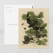 Carte Postale Night Hawk - John James Audubon's Birds of America (Devant / Derrière)