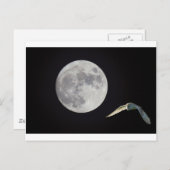 Carte Postale Night owl (Devant / Derrière)