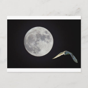 Carte Postale Night owl