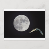 Carte Postale Night owl (Devant)