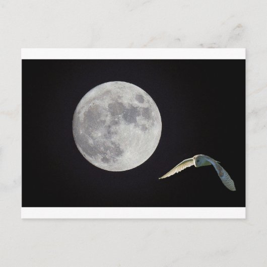 Carte Postale Night owl (Devant)