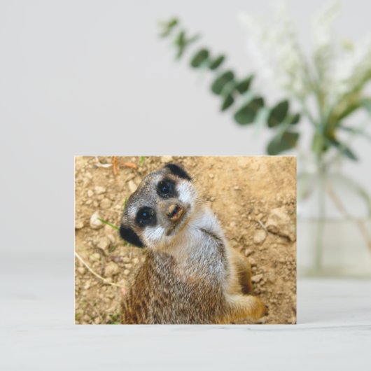 Carte Postale Niro-Erdmännchen (Debout devant)