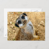 Carte Postale Niro-Erdmännchen (Devant / Derrière)