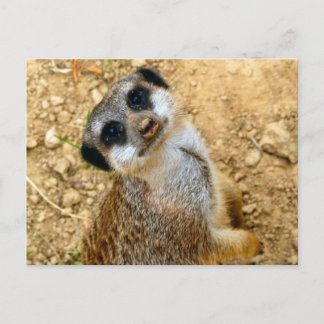 Carte Postale Niro-Erdmännchen