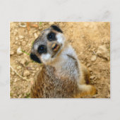 Carte Postale Niro-Erdmännchen (Devant)