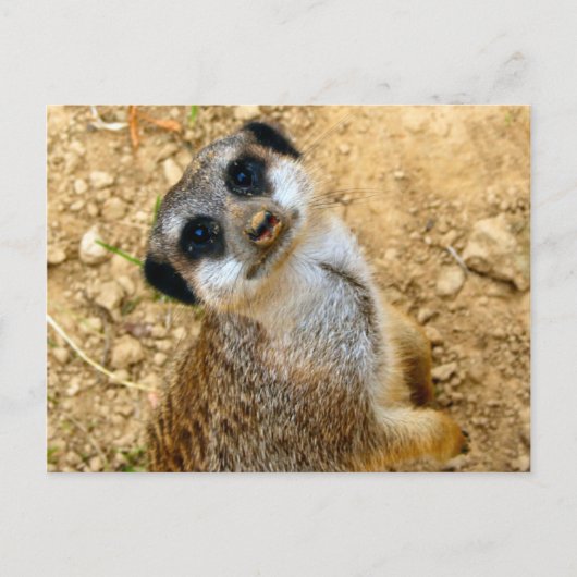 Carte Postale Niro-Erdmännchen (Devant)